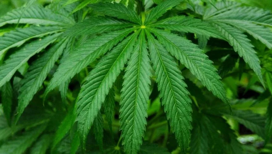 Незаконное выращивание запрещенных растений выросло на 300% в Акмолинской области.webp