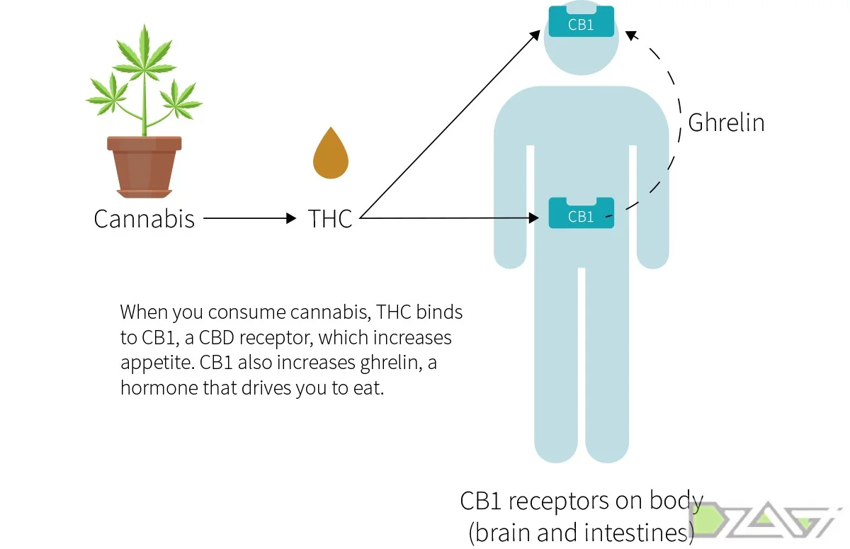 О влиянии каннабиса на аппетит 2.webp