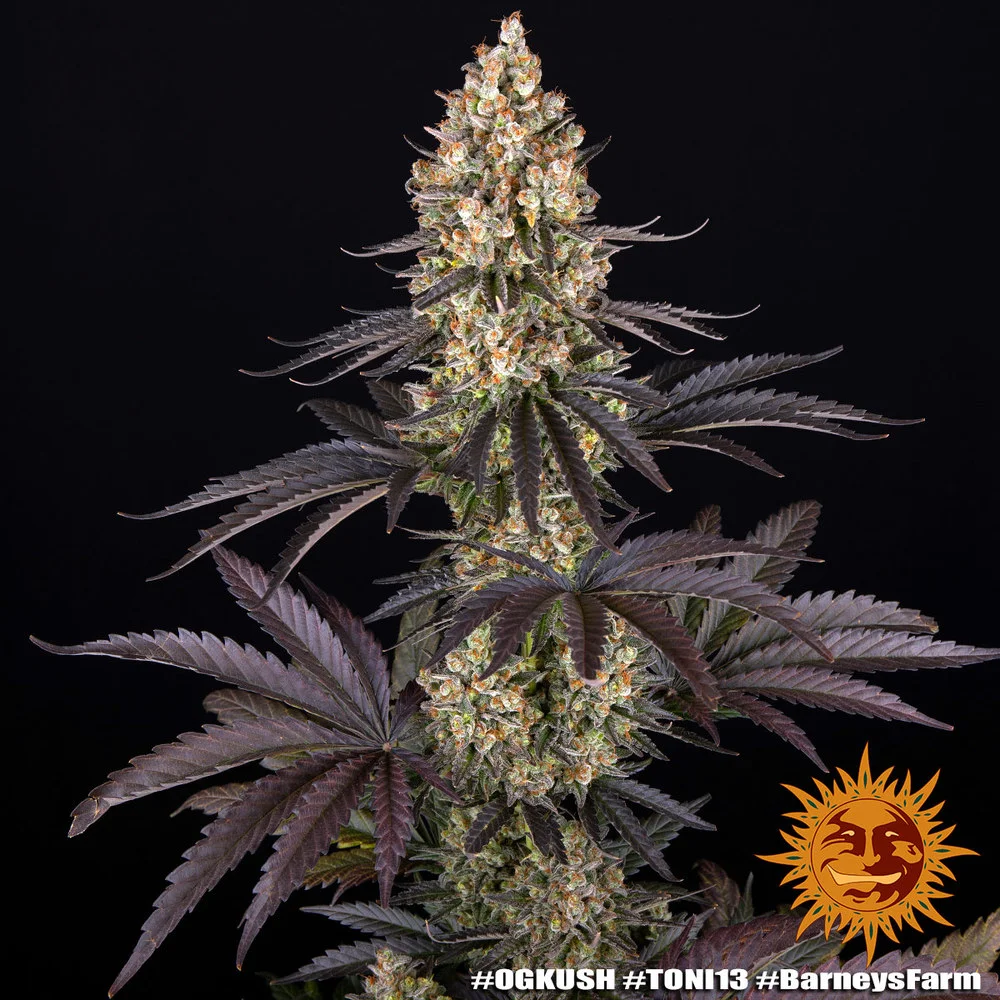 og-kush_1_789059-1715946260-1000x1000.webp
