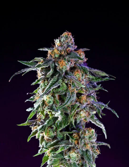 original-grand-daddy-purple-10-seeds.webp
