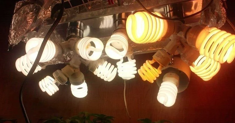 освещение марихуаны.webp