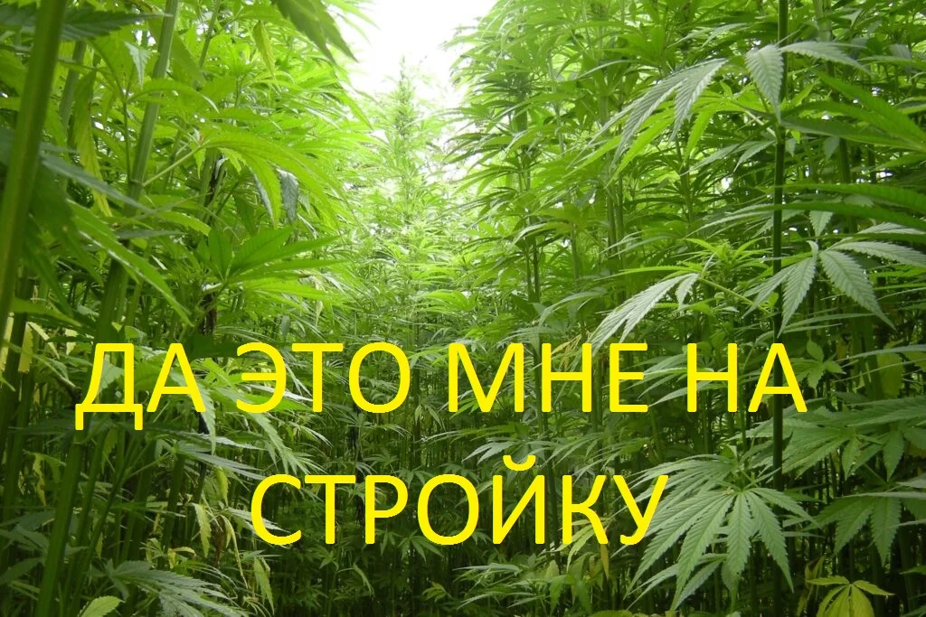 плантация травки.webp