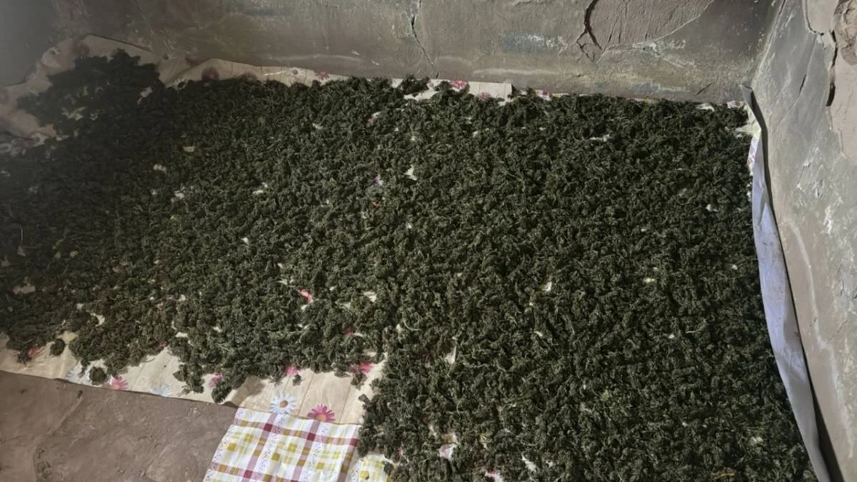 Полицейские ликвидировали крупный наркопосев в Кызылординской области 2.webp