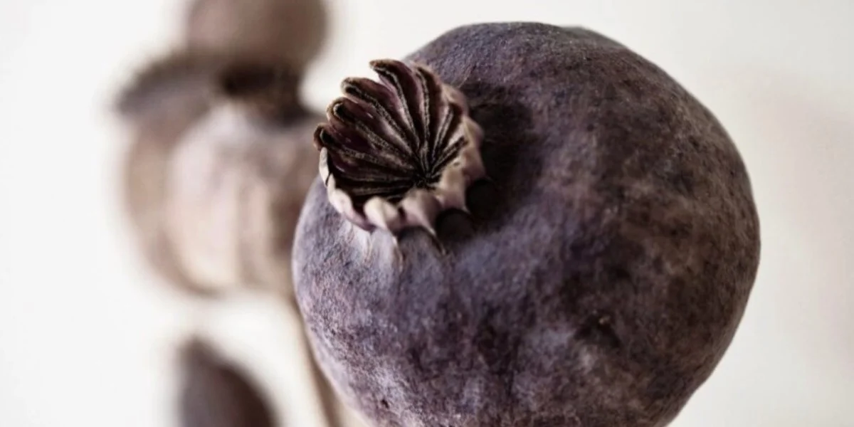 Про опиоиды первая помощь при передозировке, виды, статистика.webp