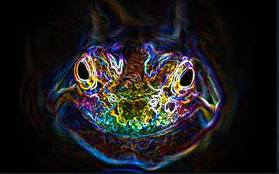 психоделические жабы.webp