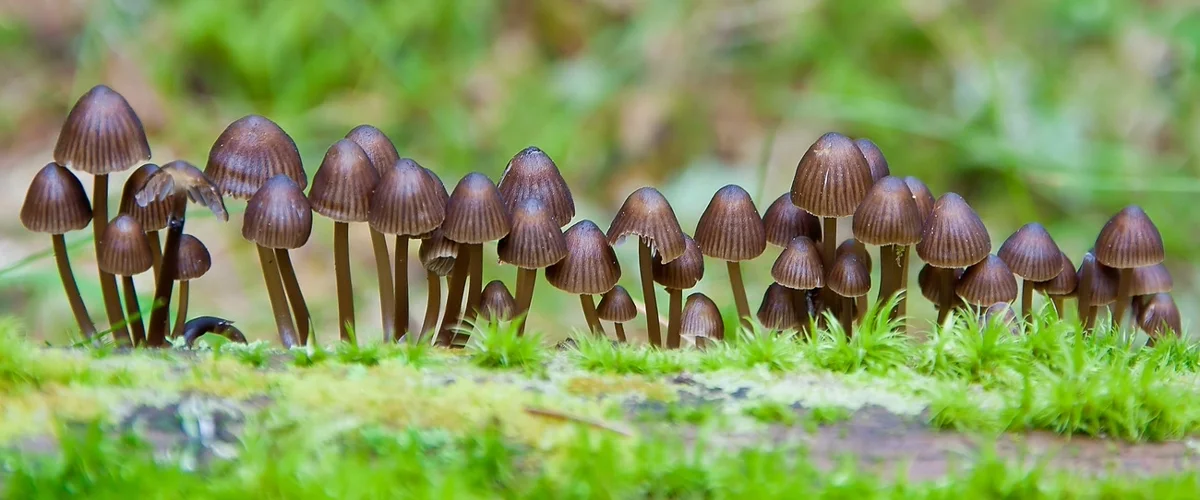 Псилоцибин при депрессивном состоянии в помощь.webp