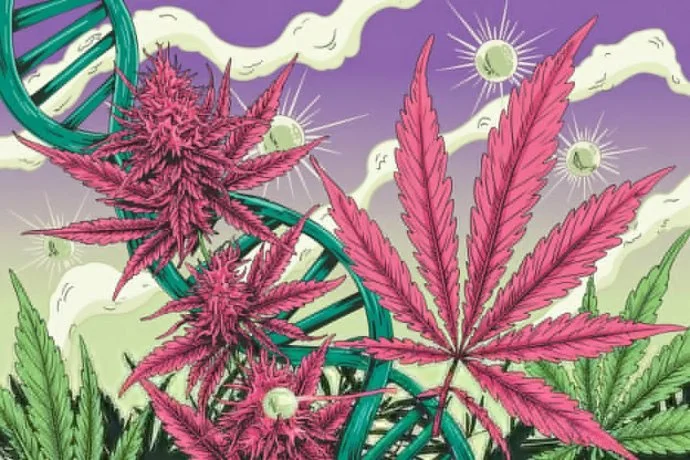 Розовый перец стал новым ключом к разгадке каннабиса.webp