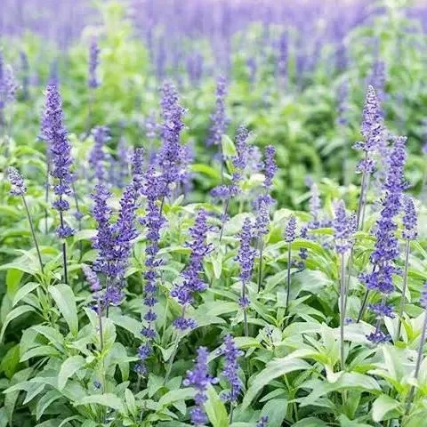 salvia.webp