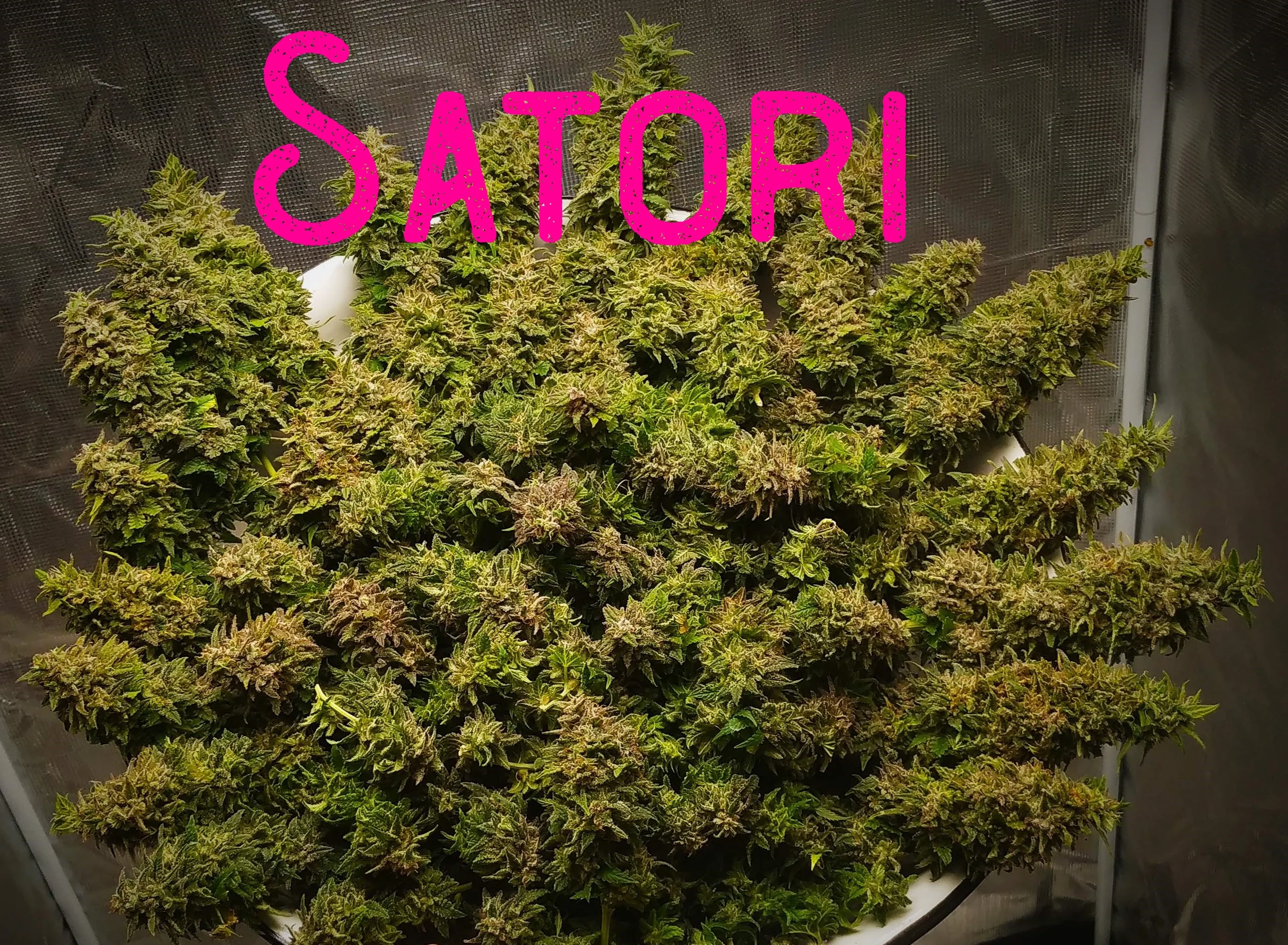 Satori.webp