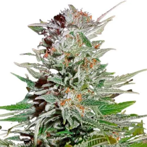 semena-strong-lemon-auto-power-seeds.webp