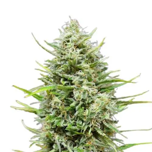 snow-star-auto-power-seeds.webp