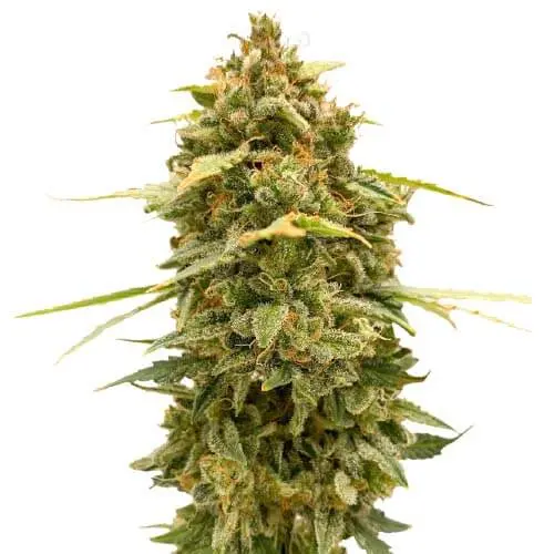 sort-auto-skunk-power-seeds.webp