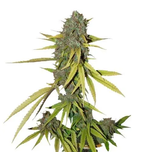 sort_lemon_skunk_pawer_seeds.webp