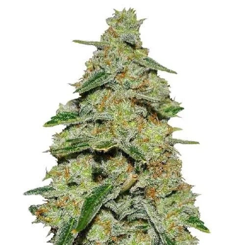 sort_strong_lemon_power_seeds.webp