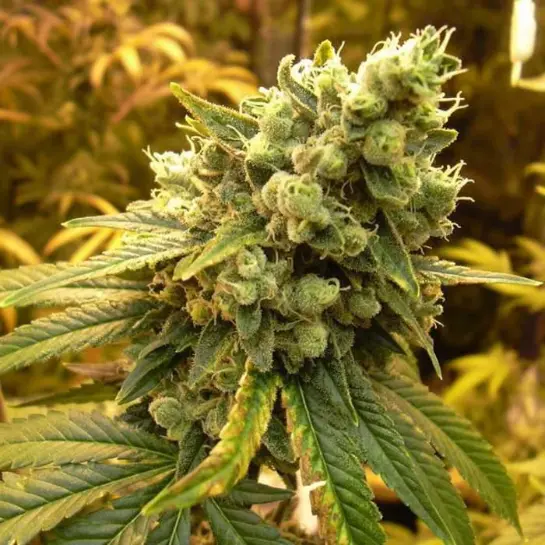 sour-diesel.webp