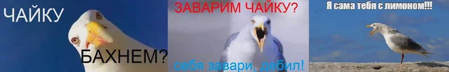 ssss.webp