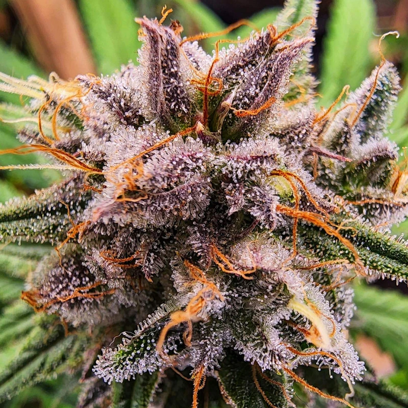 strawberry-cough.webp