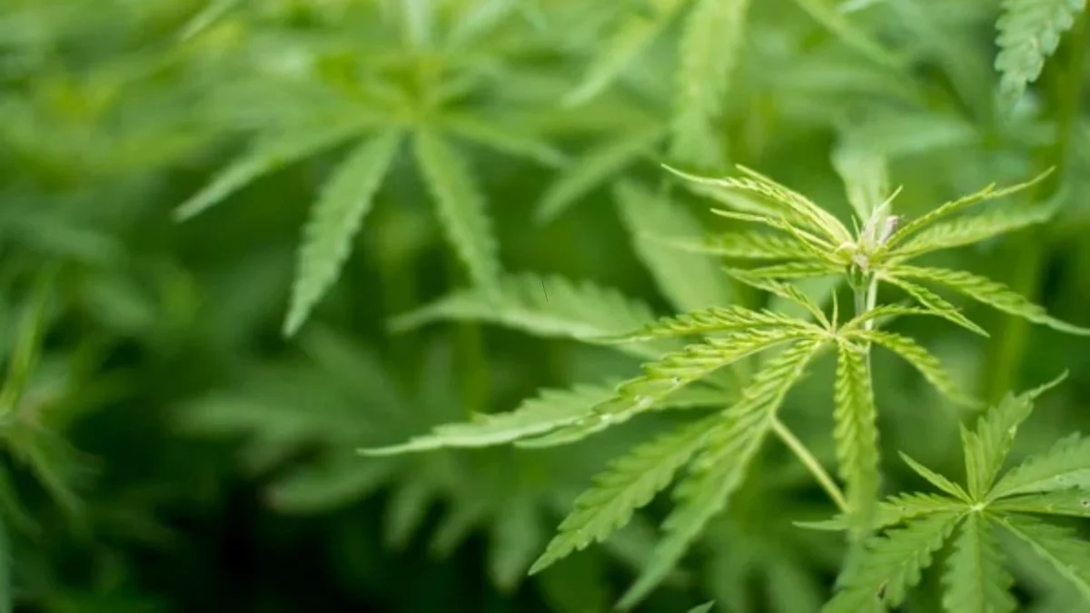 Суд наказал жителя в районе Рожны штрафом за выращивание 448 кустов конопли.webp