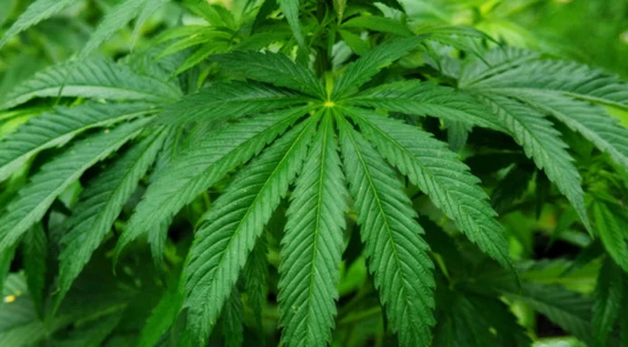 техническая конопля.webp