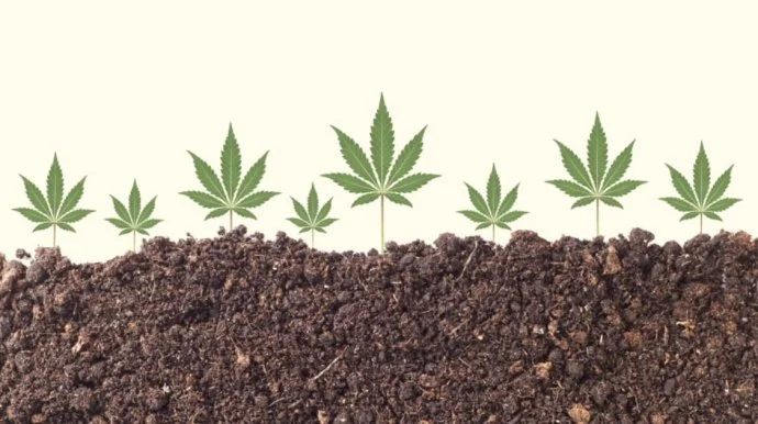 Учёные обнаружили мощные антибактериальные свойства волокон конопли.webp