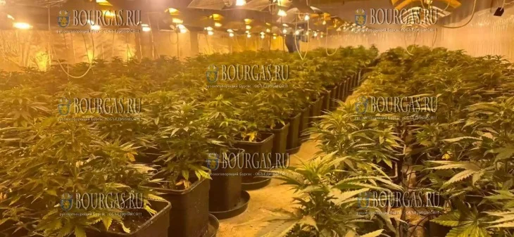 В Болгарии ликвидировали пять наркотических теплиц.webp