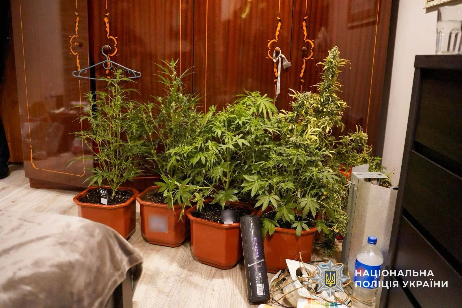 В Ужгороде задержали мужчину, который в собственном доме выращивал коноплю на 250 тыс. грн.webp