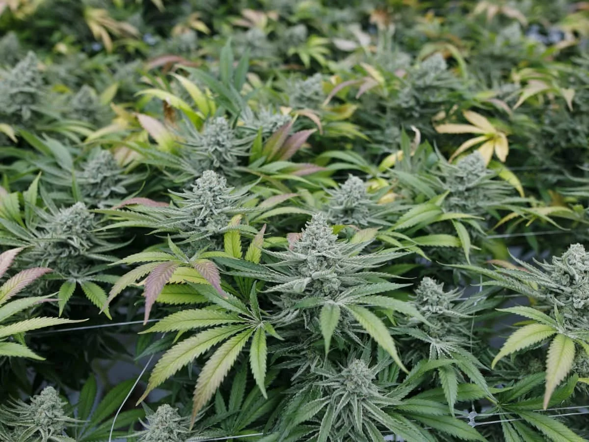 Врачи рассчитали вероятность умственной отсталости и аутизма у детей, чьи матери курили марих...webp