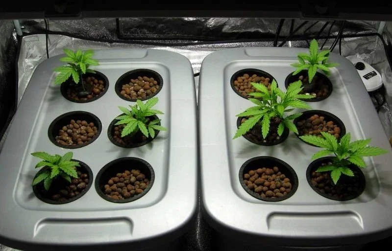 выращивание каннабиса дома.webp