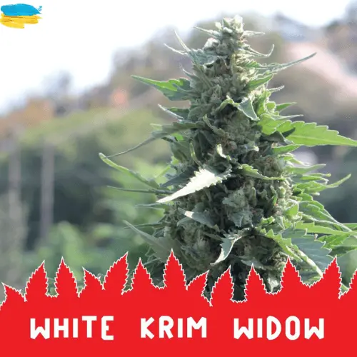 white-krim-widow-semena.webp