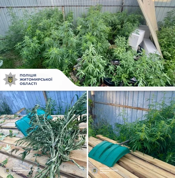 За хранение и выращивание наркотиков звягелян предстанет перед судом 2.webp