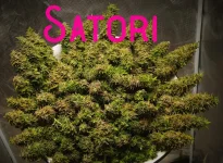 Satori.webp