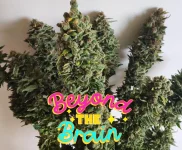 Beyond The Brain.webp