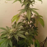 IMG_20240118_192655_1.webp