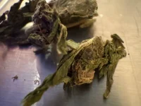 IMG_20251011_161034_503.webp IMG_20251011_161034_503.webp