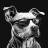 bulldogdog